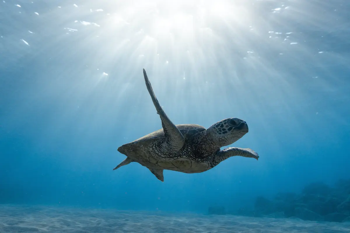 Sea turtle swimming over a reef